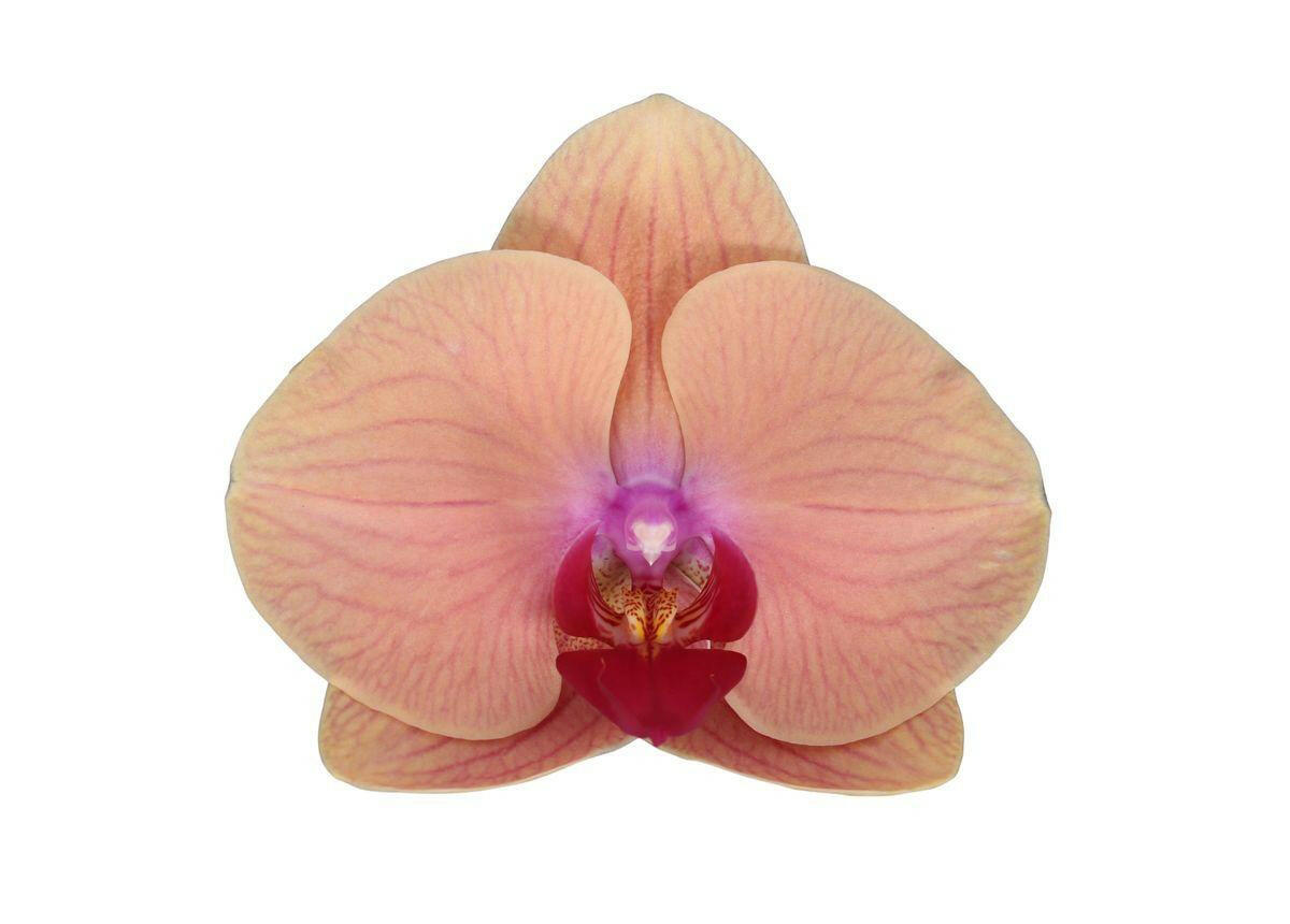 Phalaenopsis Carribean Dream Orchidee - 3 Stengels - 60 cm - Ø12 cm - Exotische Blauw | Sierplantenshop 