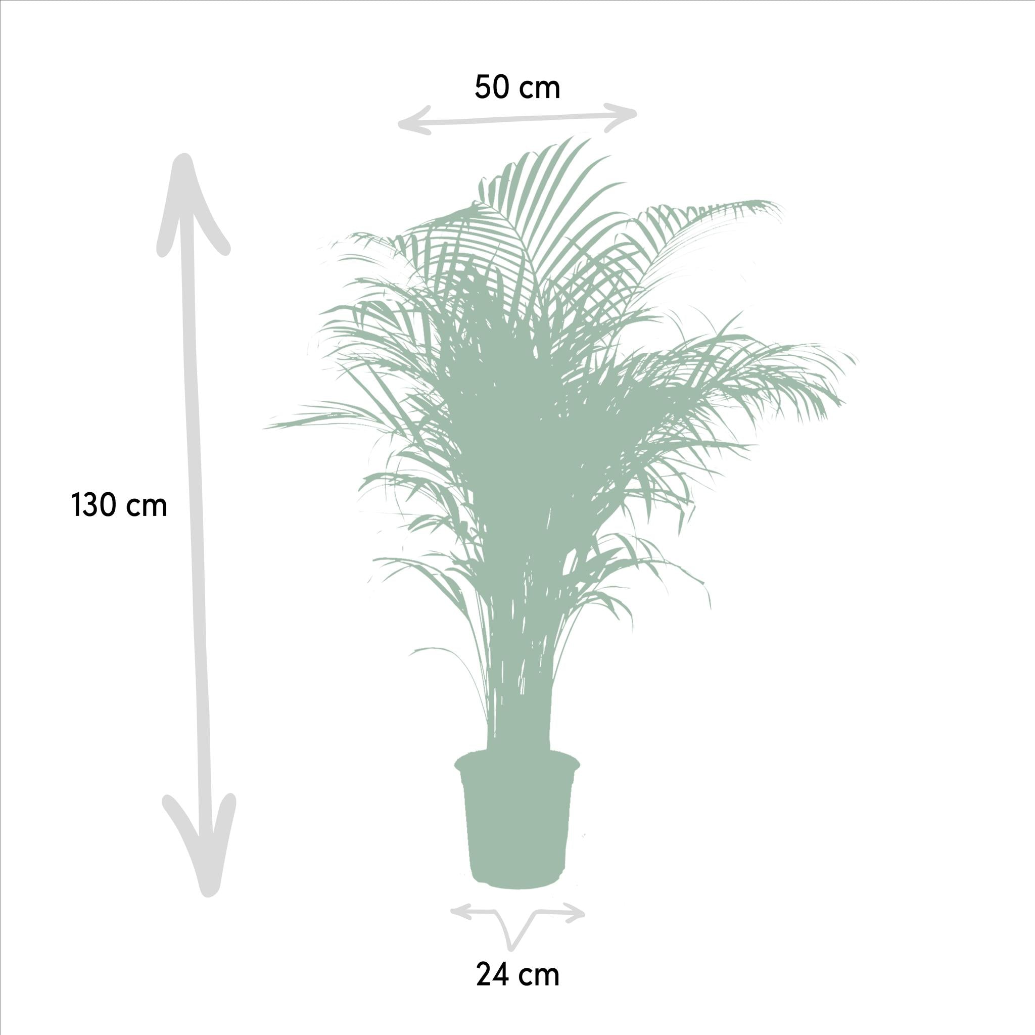 Areca palm Areca palm - Ø24cm - ↕130cm