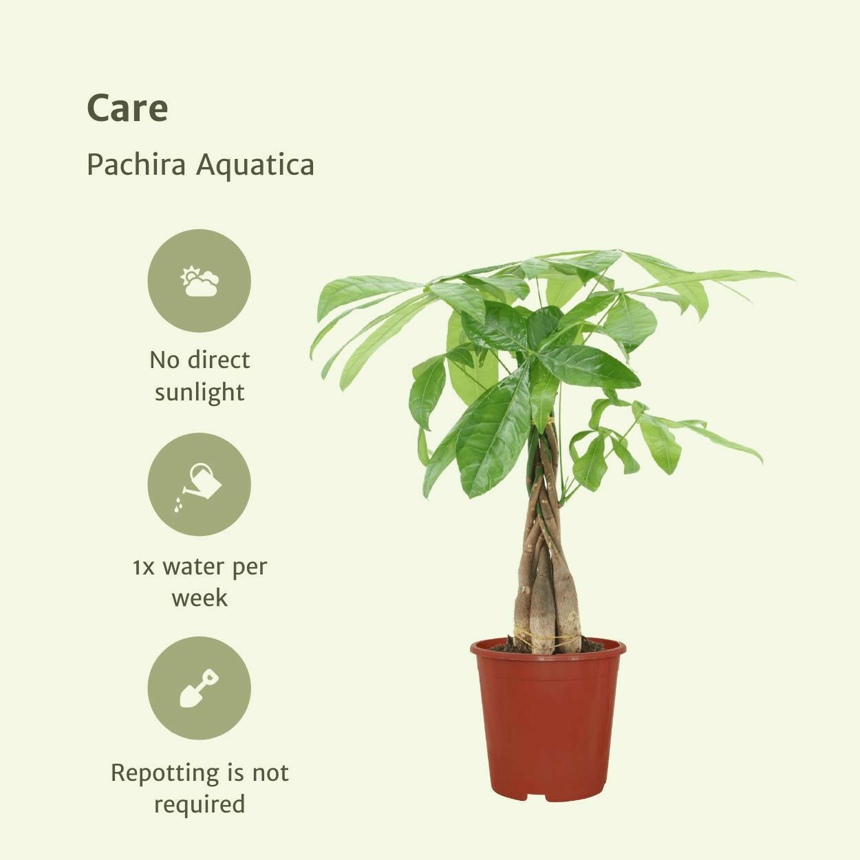 Pachira Aquatica - Geluksplant - Geldboom - 50 cm - Ø14 cm - 2 stuks | Sierplantenshop 