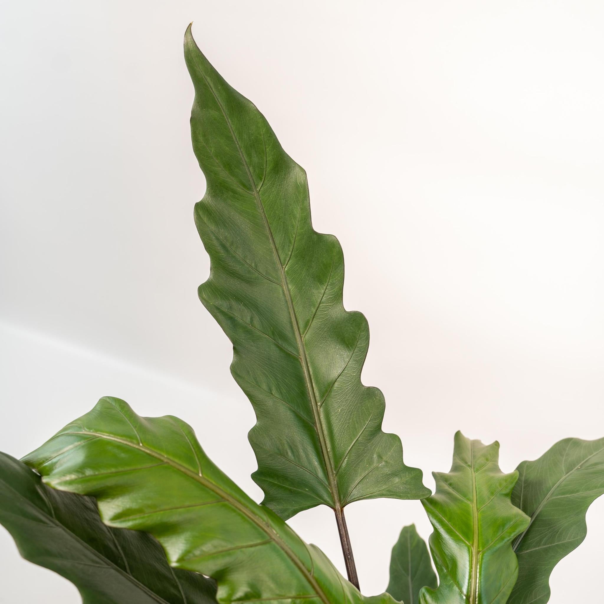 Alocasia Lauterbachiana - Ø19cm - ↕80cmin een mooie Mand I