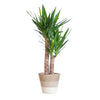 Yucca Elephantipes met Mand Lissabon wit - 90cm - Ø21 | Sierplantenshop 