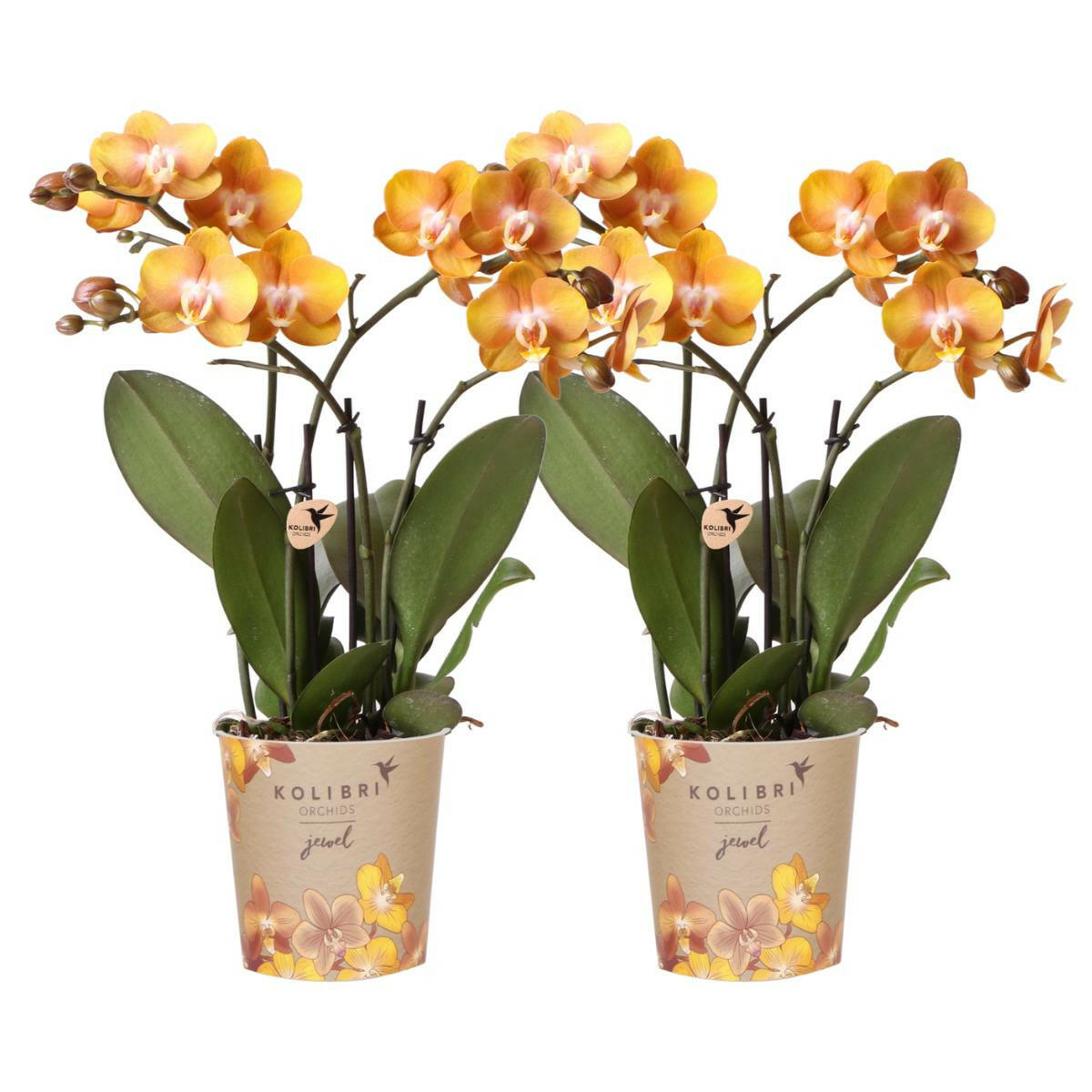 Phalaenopsis  COMBI DEAL - Set van 2  Orchideeën - Las Vegas - Ø12cm Potmaat | Bloeiende Kamerplanten - Vers van de Kweker | Sierplantenshop 