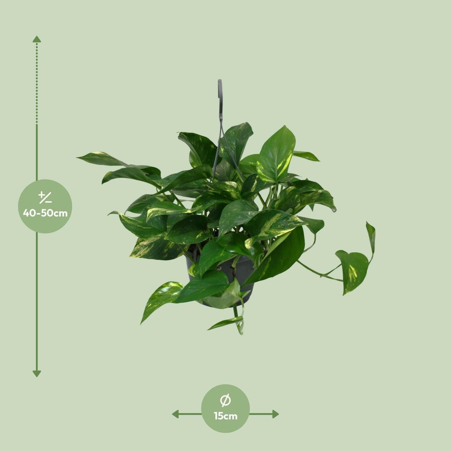 Sierplantenshop - Scindapsus Epipremnum - Groen Genot - Ø15cm - ↕45cm | Sierplantenshop 