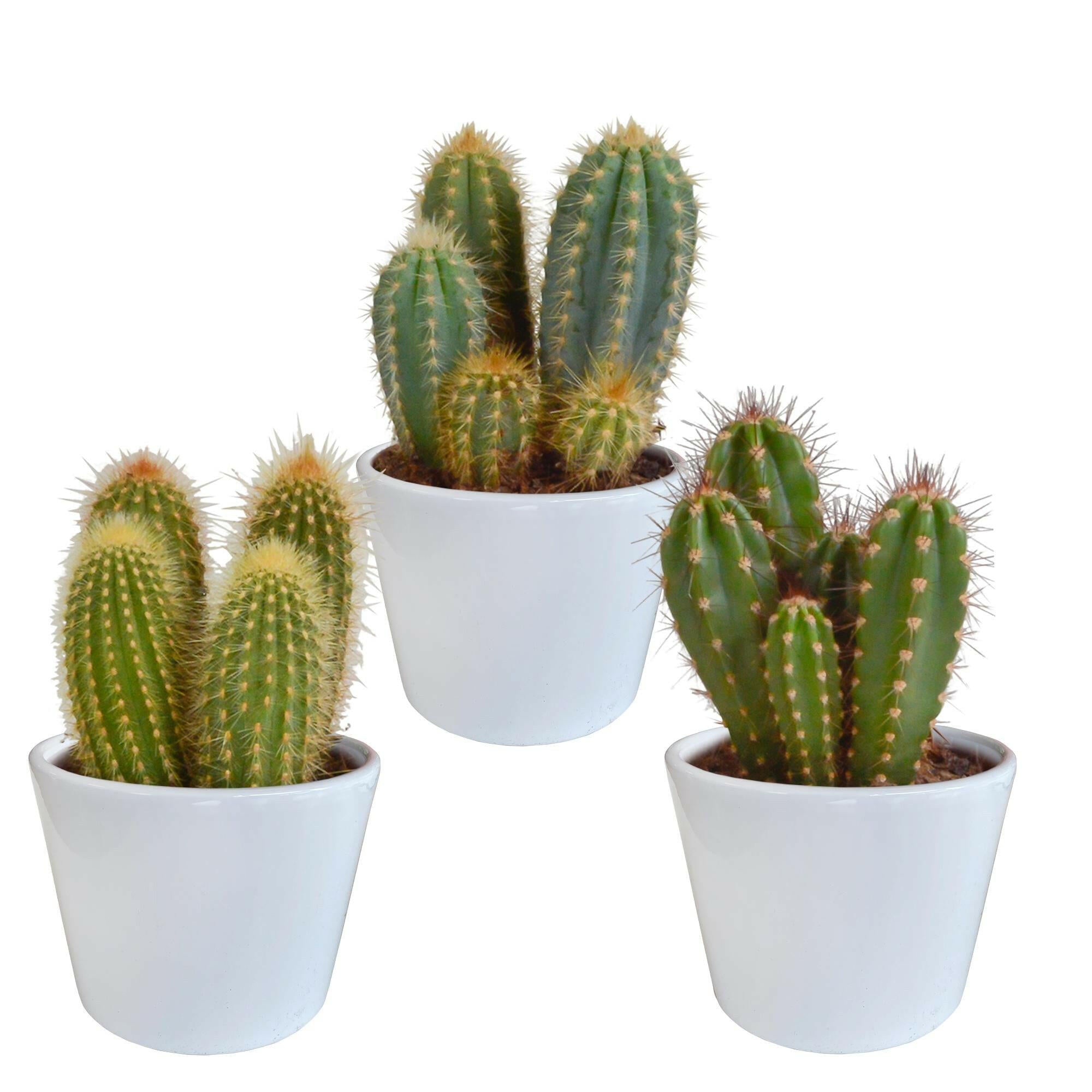 Cereus Plantenmix - Set van 3 in Witte Potten van 10,5 cm Sierplantenshop .