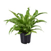 Asplenium Antiquum - Decoratieve Sierplant - Ø17cm - Hoogte 45cm Sierplantenshop .