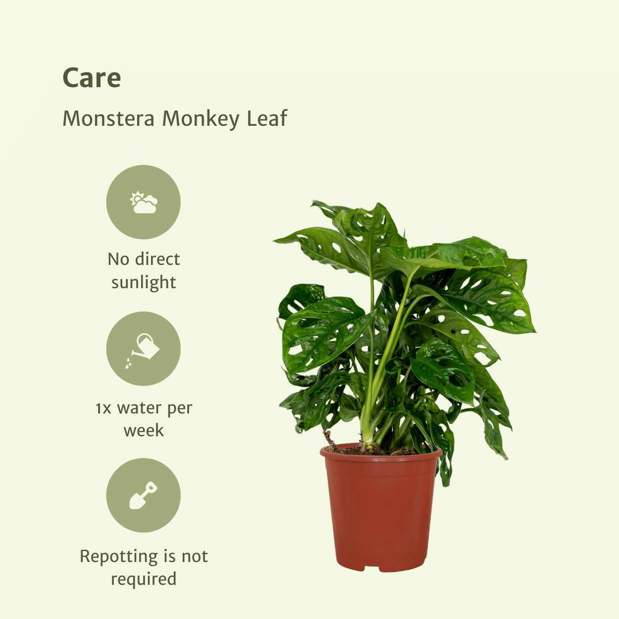 Monstera Monkey Leaf Set - Gatenplant in Pot Ø12cm - Hoogte 30cm (2x) | Sierplantenshop 