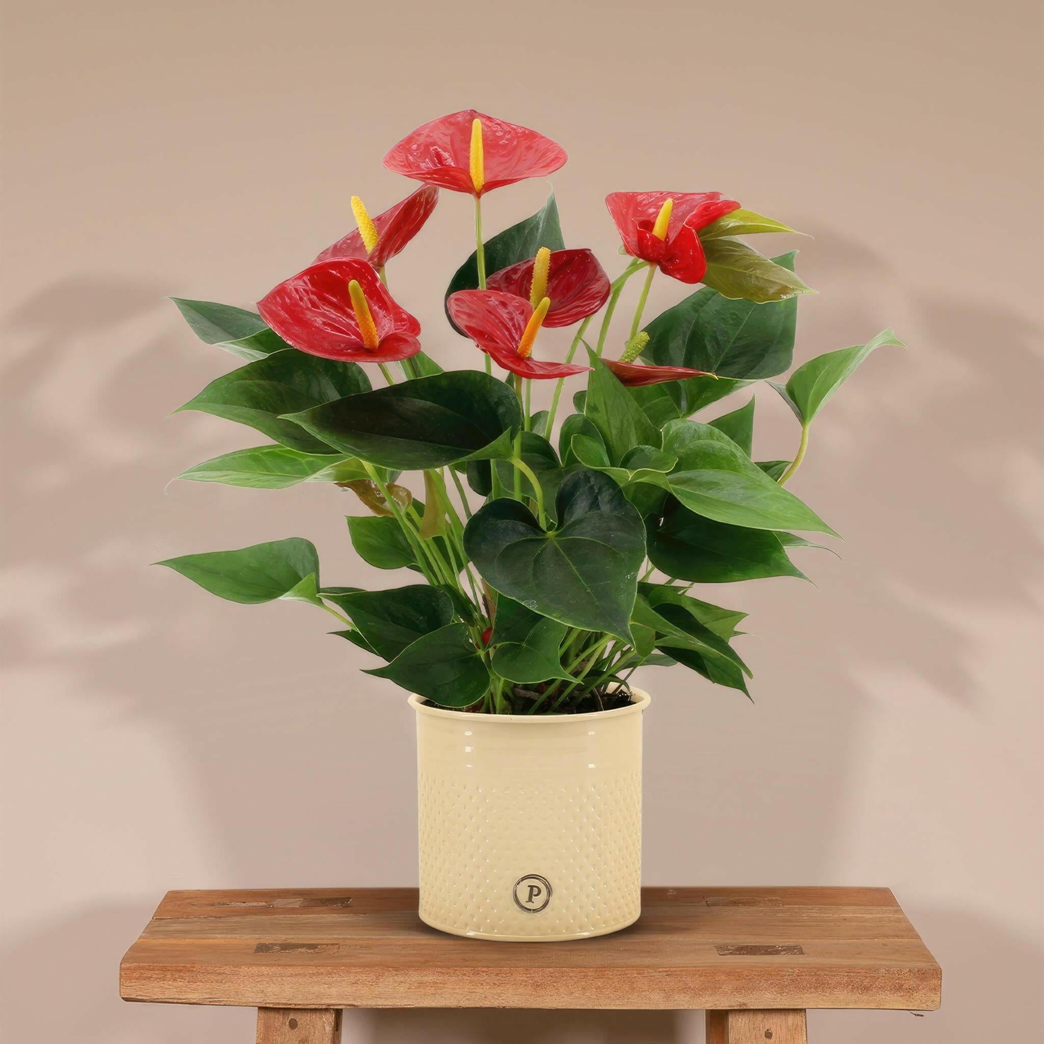 Anthurium Andreanum Diamant Rode Bloem met PURE Zinken Pot - 45 cm - Ø12 Sierplantenshop .