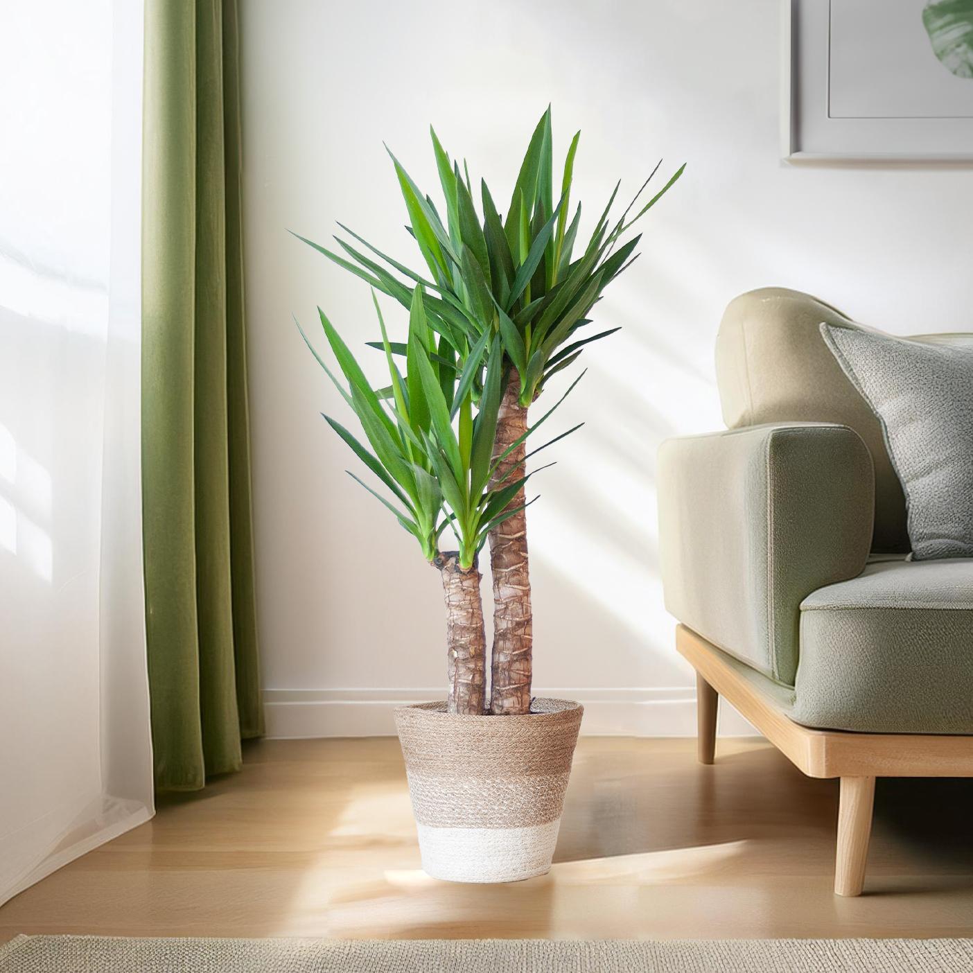 Yucca Elephantipes met Mand Lissabon wit - 90cm - Ø21 | Sierplantenshop 