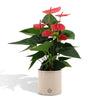 Anthurium andreanum Sweet Dream met stijlvolle PURE zink pot - 45cm - Ø12 Sierplantenshop .