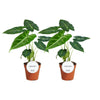 Alocasia Frydek - "Dubbele Set van Exotische Kamerplanten - Ø12cm - ↕35cm" Sierplantenshop .