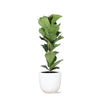 Ficus Lyrata in Elegante Witte Boule Pot - Ø21cm - ↕90cm | Sierplantenshop 