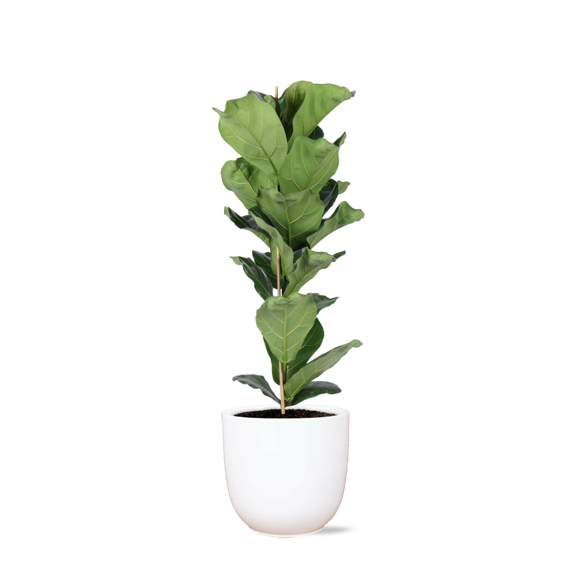 Ficus Lyrata in Elegante Witte Boule Pot - Ø21cm - ↕90cm | Sierplantenshop 