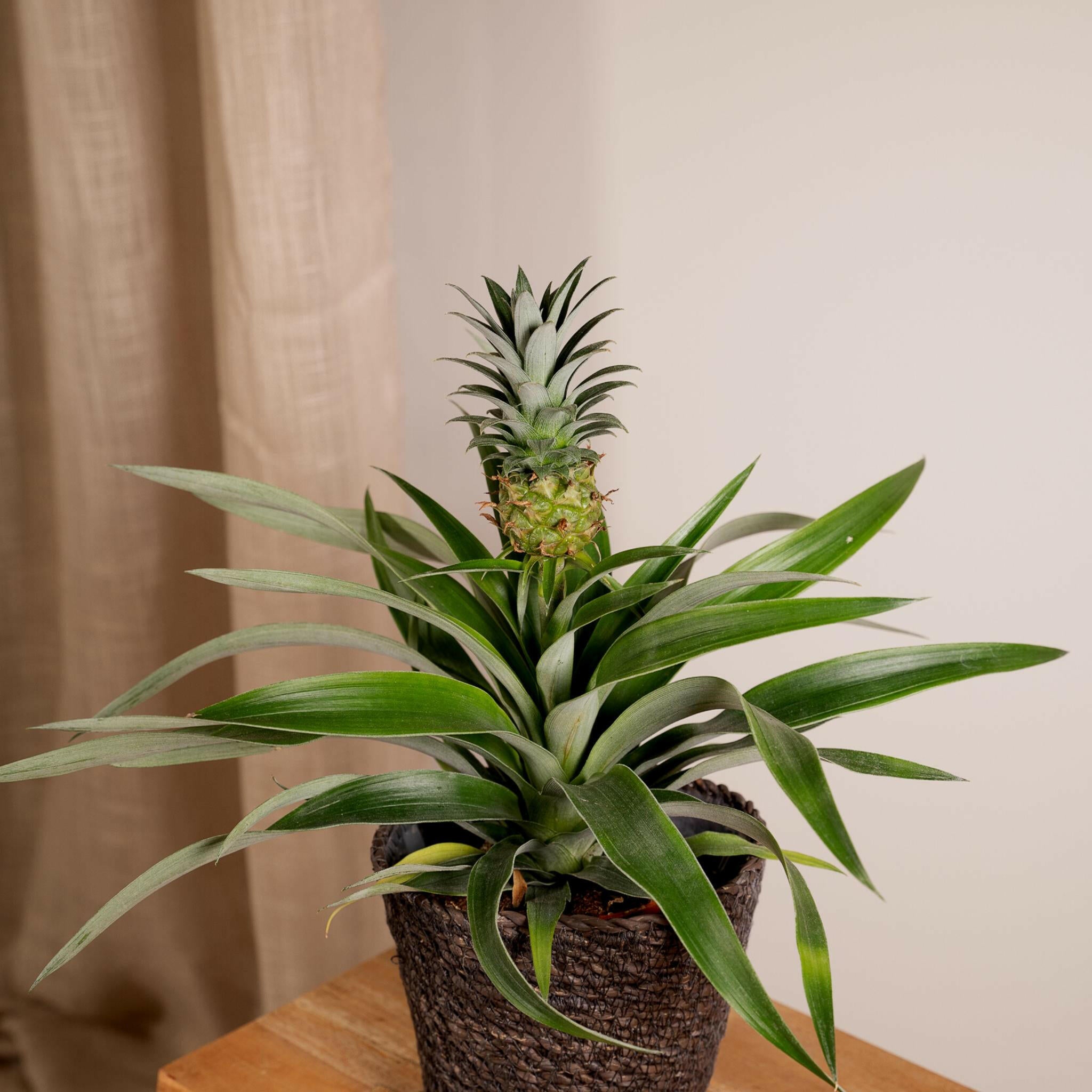 Ananas Mi Amigo - Ø12cm - ↕40cm Bromelia (Ananasplant) - 2 stuks -