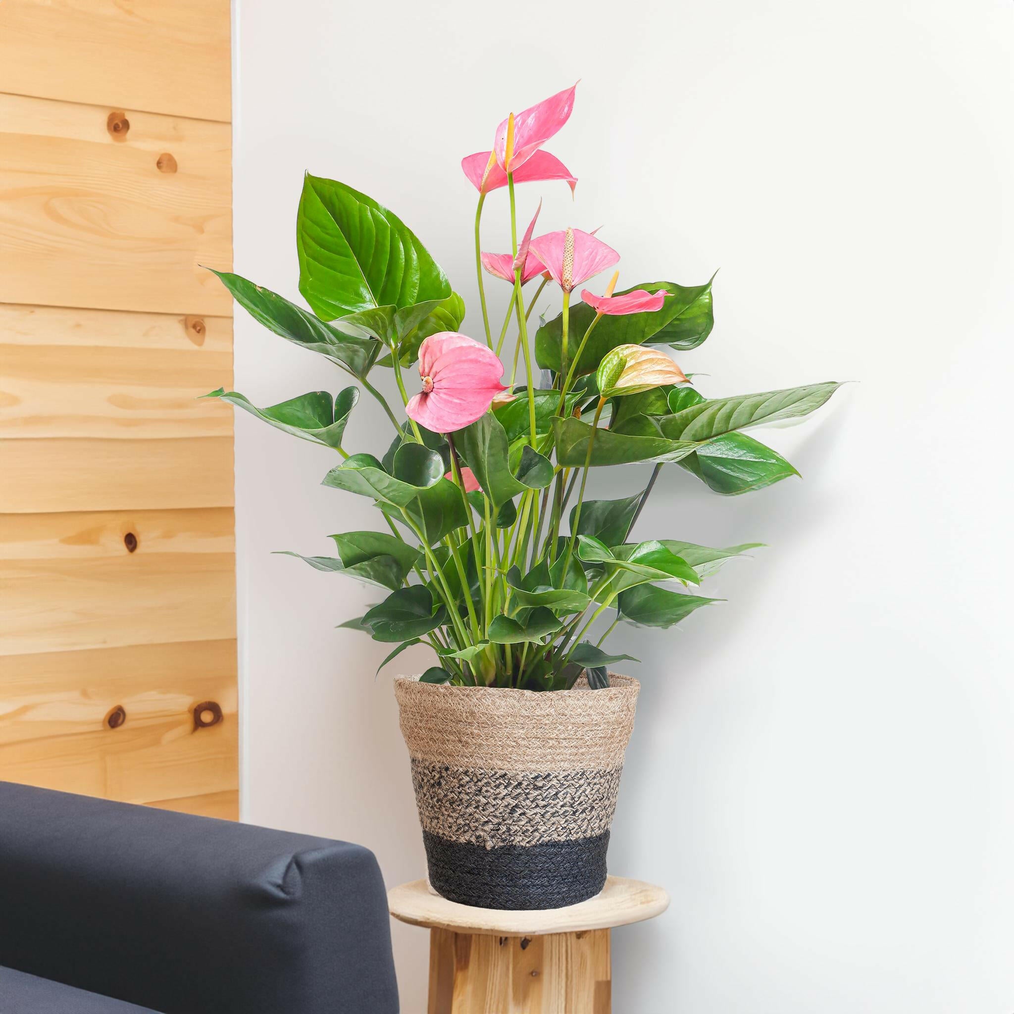 Anthurium Roze Wonder - Inclusief Elegante Zwarte Lissabon Mand - Ø17cm - ↕55cm Sierplantenshop .