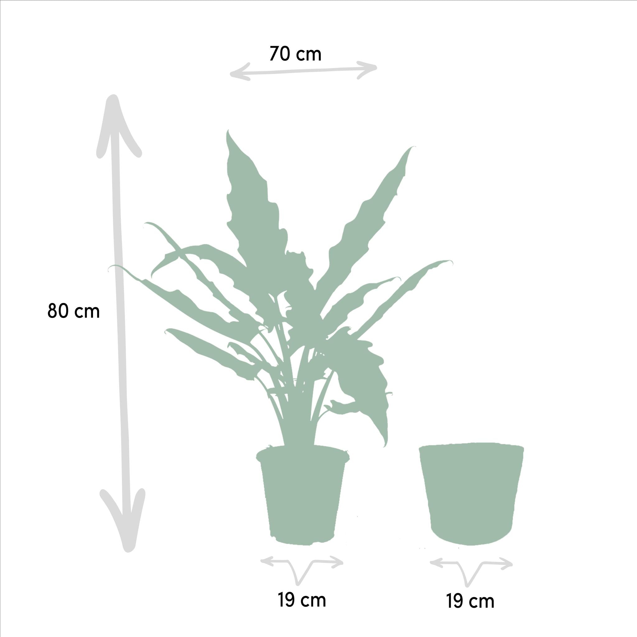 Alocasia Lauterbachiana - Ø19cm - ↕80cmin een mooie Mand I