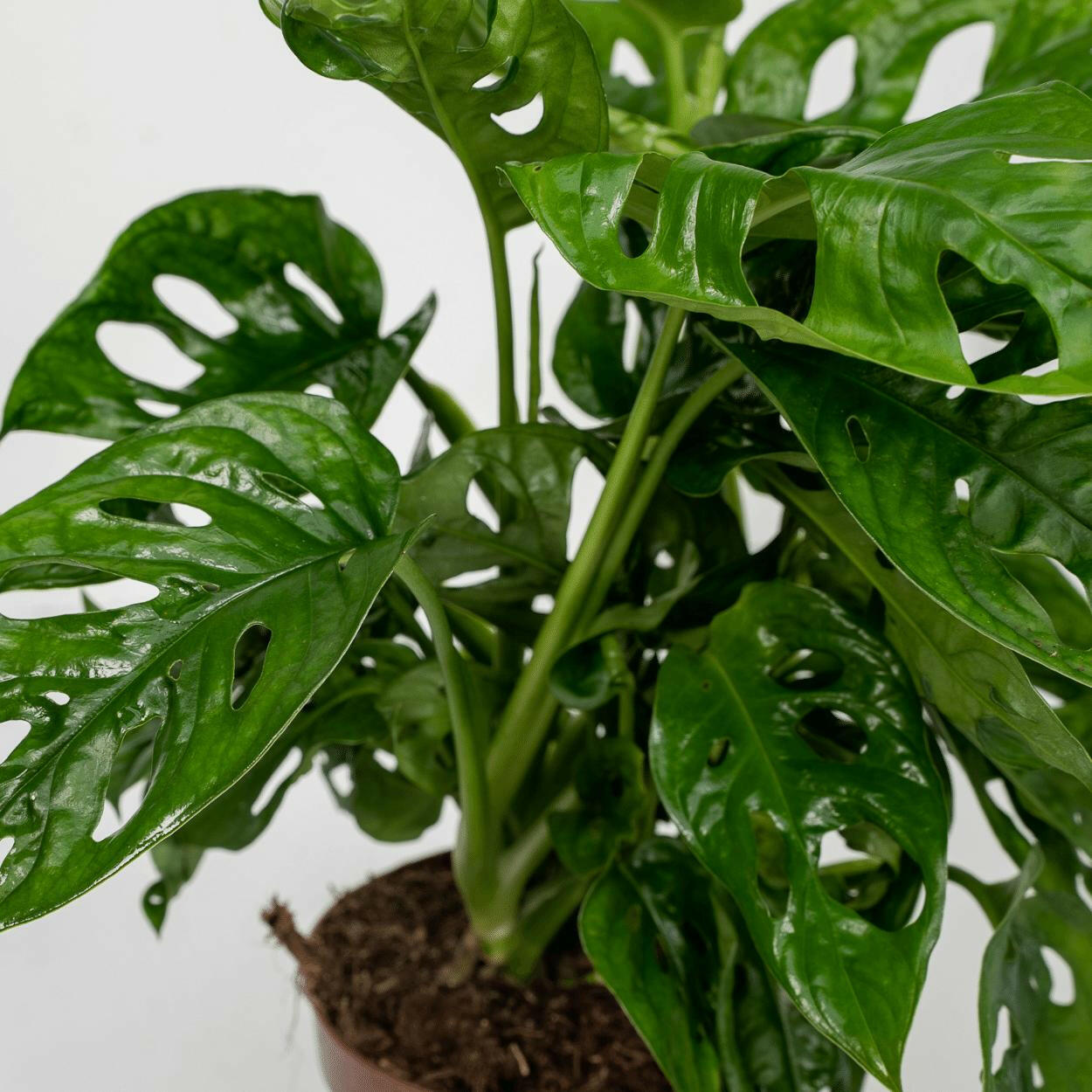 Monstera Monkey Leaf Set - Gatenplant in Pot Ø12cm - Hoogte 30cm (2x) Sierplantenshop .