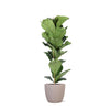 Ficus Lyrata - Ø21cm - ↕90cm in Taupe Boule Pot | Sierplantenshop 