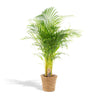 Areca palm Areca met mand - ↨110cm -Ø21cm