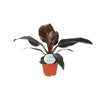 Philodendron Imperial Red - Prachtige Kamerplant - Ø17cm - Hoogte 50cm | Sierplantenshop 