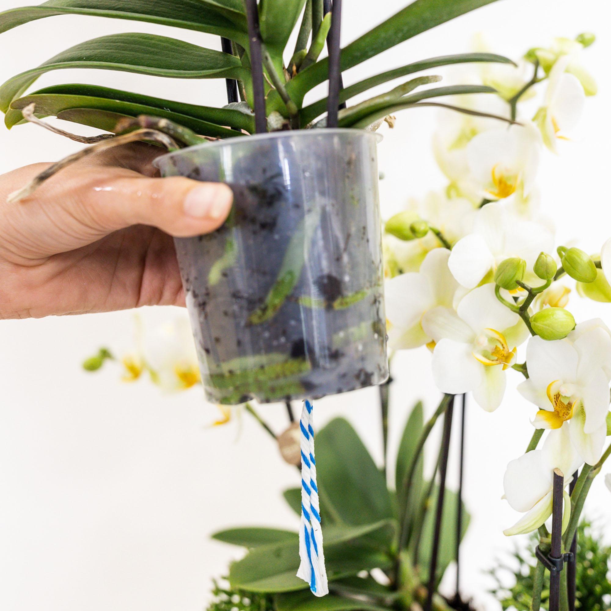 Sierplantenshop - Witte phalaenopsis orchidee - Lausanne - potmaat Ø9cm witte plantenset in Reed Basket incl. waterreservoir | drie witte orchideeën Lausanne 9cm en drie groene planten