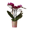 Paarse Phalaenopsis Orchidee - Morelia | Bloeiende Kamerplant in Potmaat Ø9cm -↕35cm - Vers van de Kweker | Sierplantenshop 