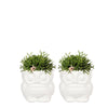 - Rhipsalis Baccifera - groene kamerplant -  - Planten set Owl sierpot wit | Set met groene planten Rhipsalis Ø9cm  | incl. witte keramieken sierpotten