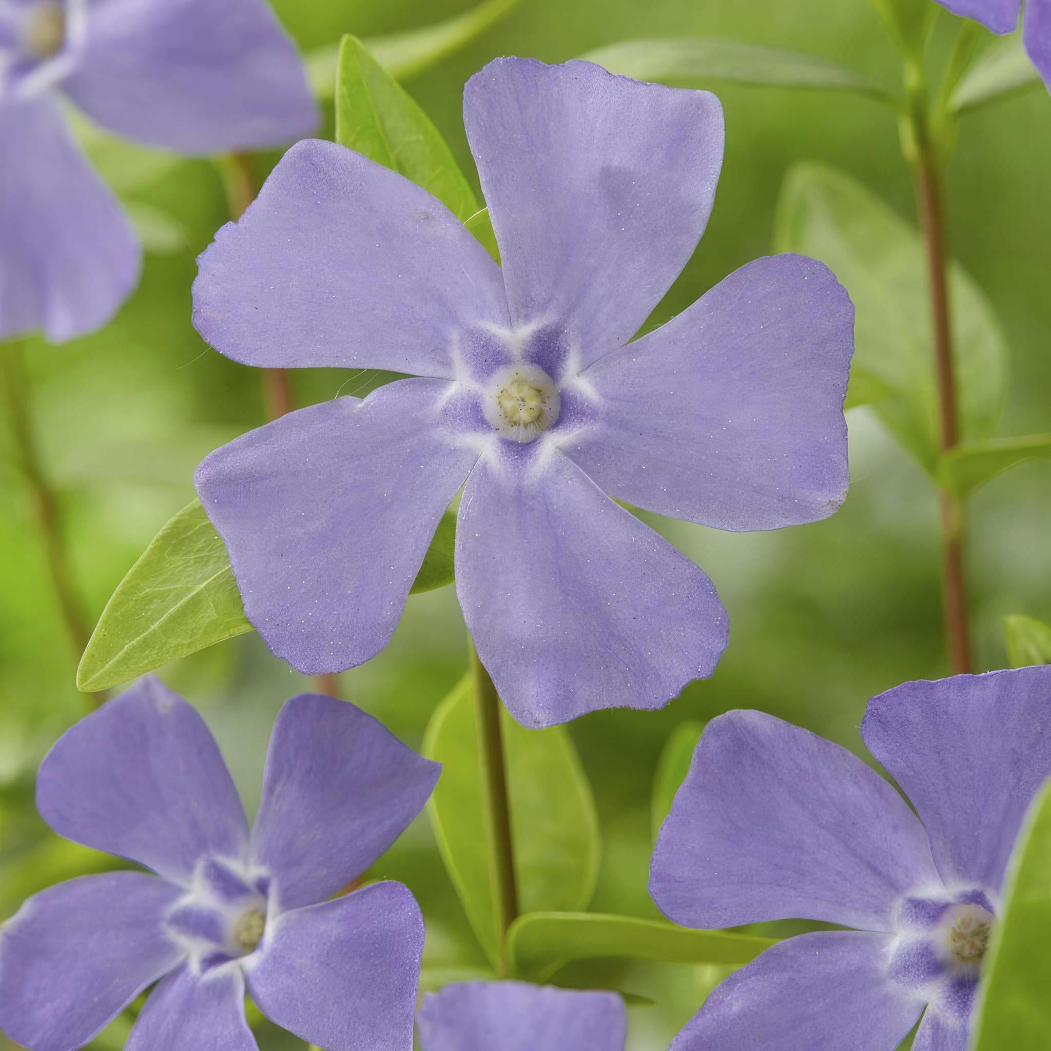 Sierplantenshop - Vinca Minor - Kleine Maagdenpalm - Set van 20 Planten - Hoogte 10-25 cm - Potmaat Ø9 cm Sierplantenshop .