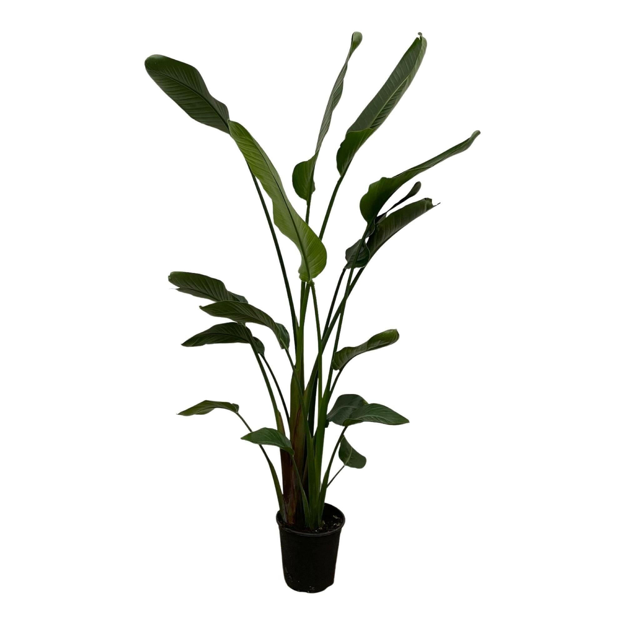 Exotische Strelitzia Nicolai - 170 cm Hoogte - Tropische Sierplant ⌀27 Sierplantenshop .