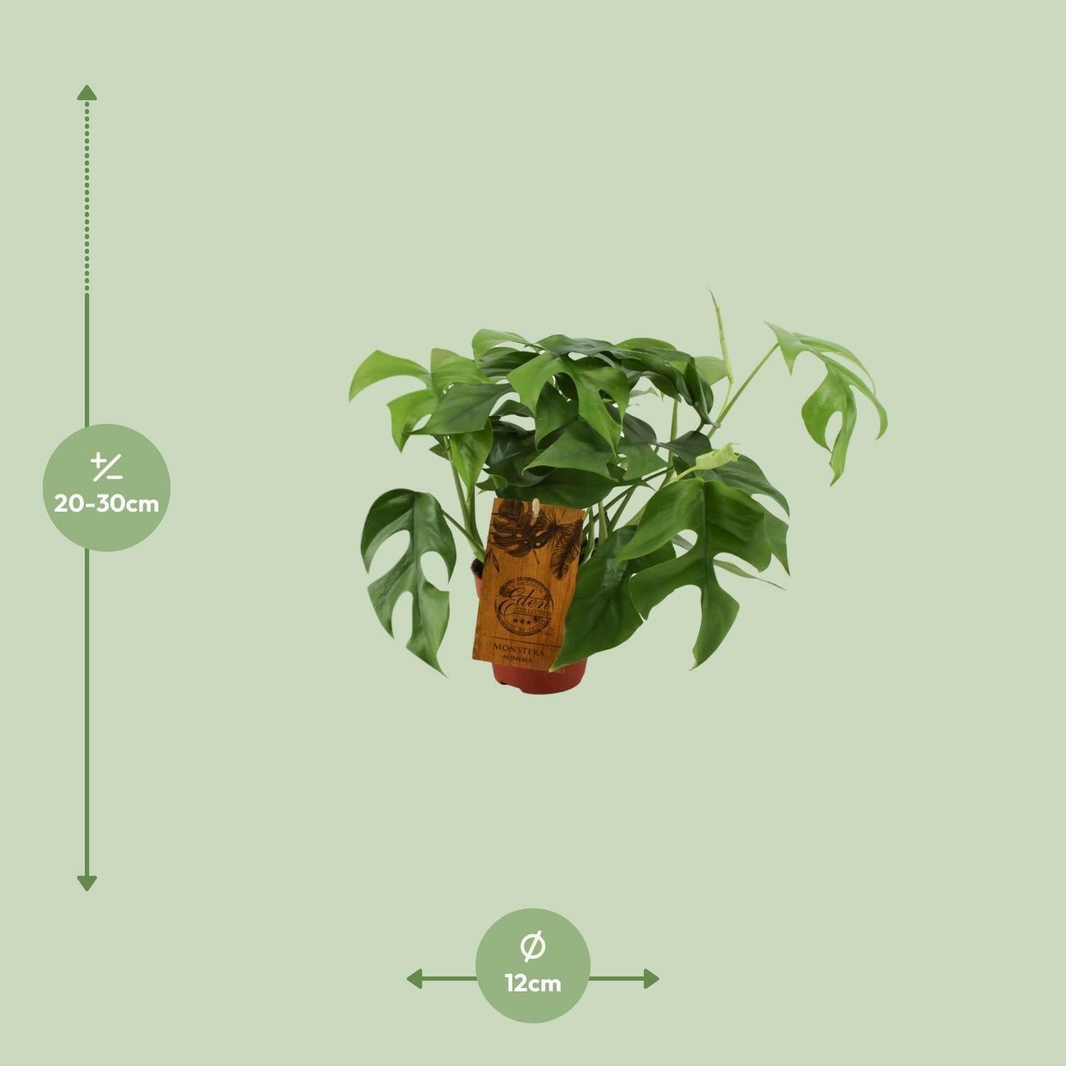 Sierplantenshop - Monstera Minima - Ø12cm - Hoogte 30cm | Sierplantenshop 