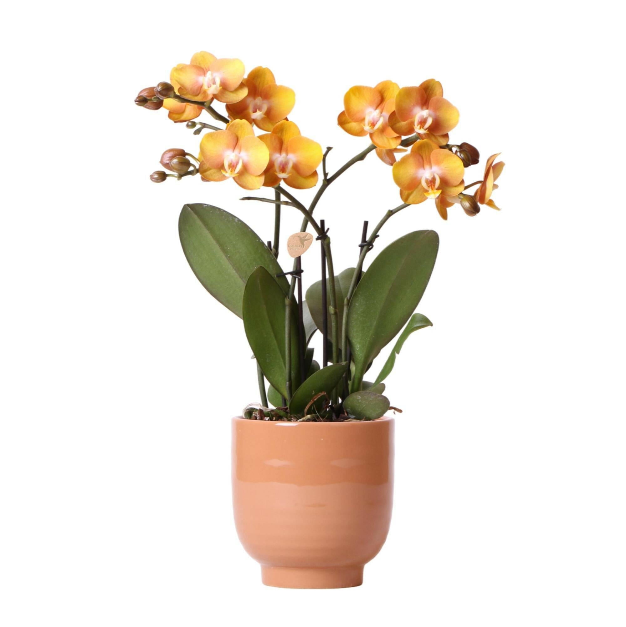 Phalaenopsis  Oranje  Orchidee Las Vegas in Cognac Glazed Pot Ø12cm -↕35cm  - Kolibri Orchids | Sierplantenshop 