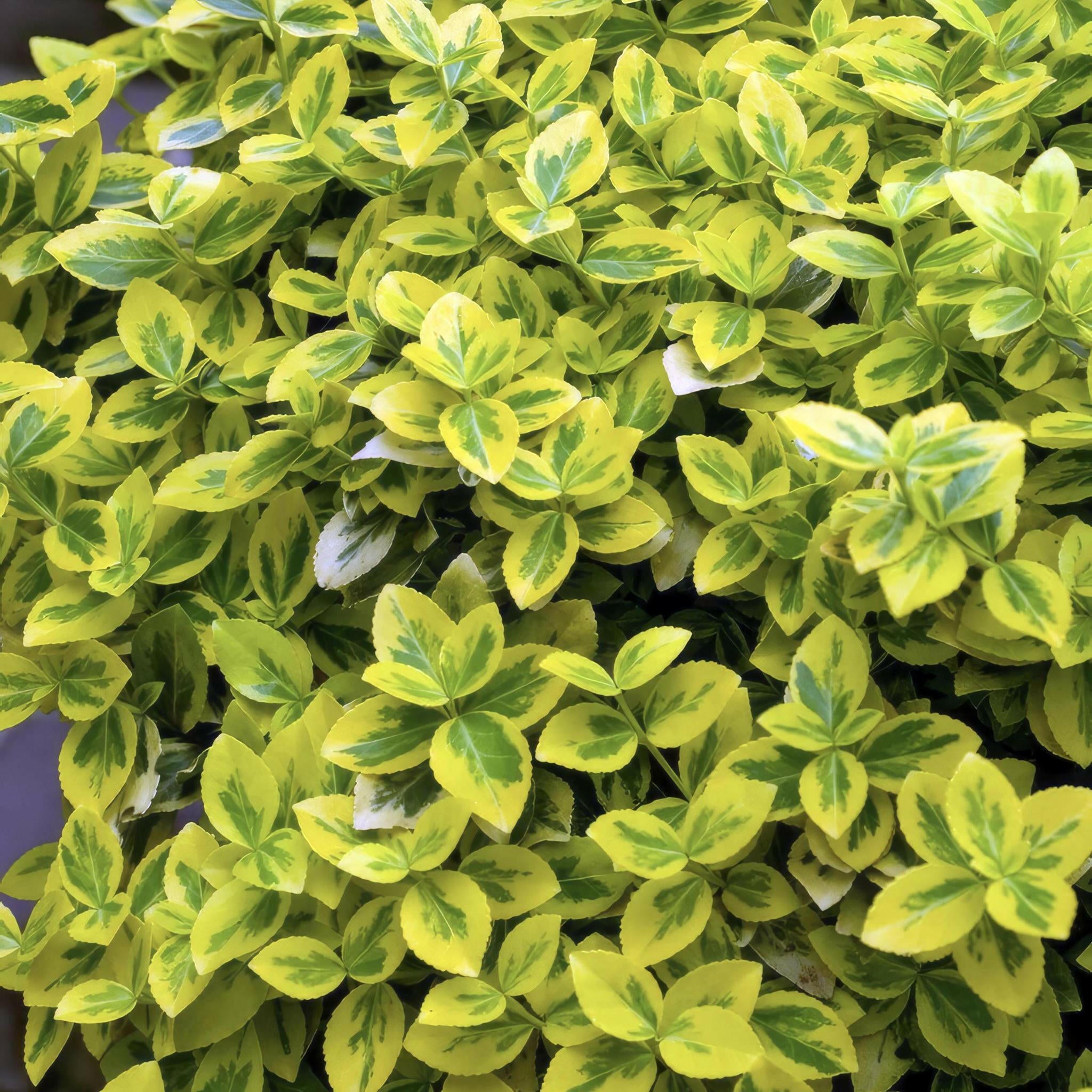 Euonymus Emerald n Gold - Groenblijvende Sierplant - 20x in Pot - Hoogte 10-25cm - Diameter 9cm Sierplantenshop .