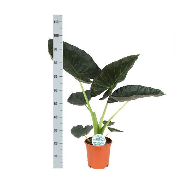 Alocasia Regal Shield Ø21cm - ↕100cm in Albury NATURAL mand.