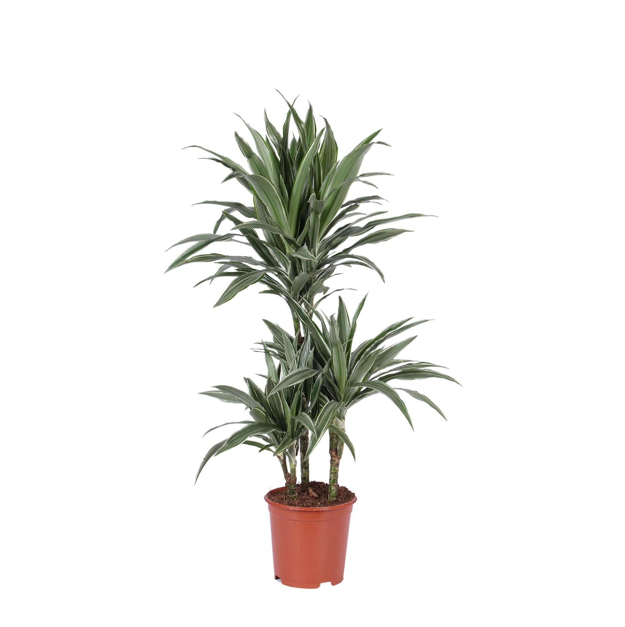 Dracaena Warneckii - Elegante Kamerplant Ø21cm - ↕65cm Sierplantenshop .