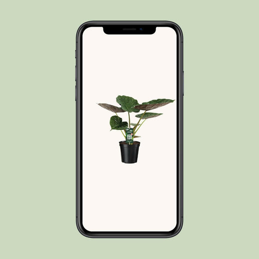 Alocasia Wentii - Tropische Olifantsoor - 70cm - Ø19 Sierplantenshop .