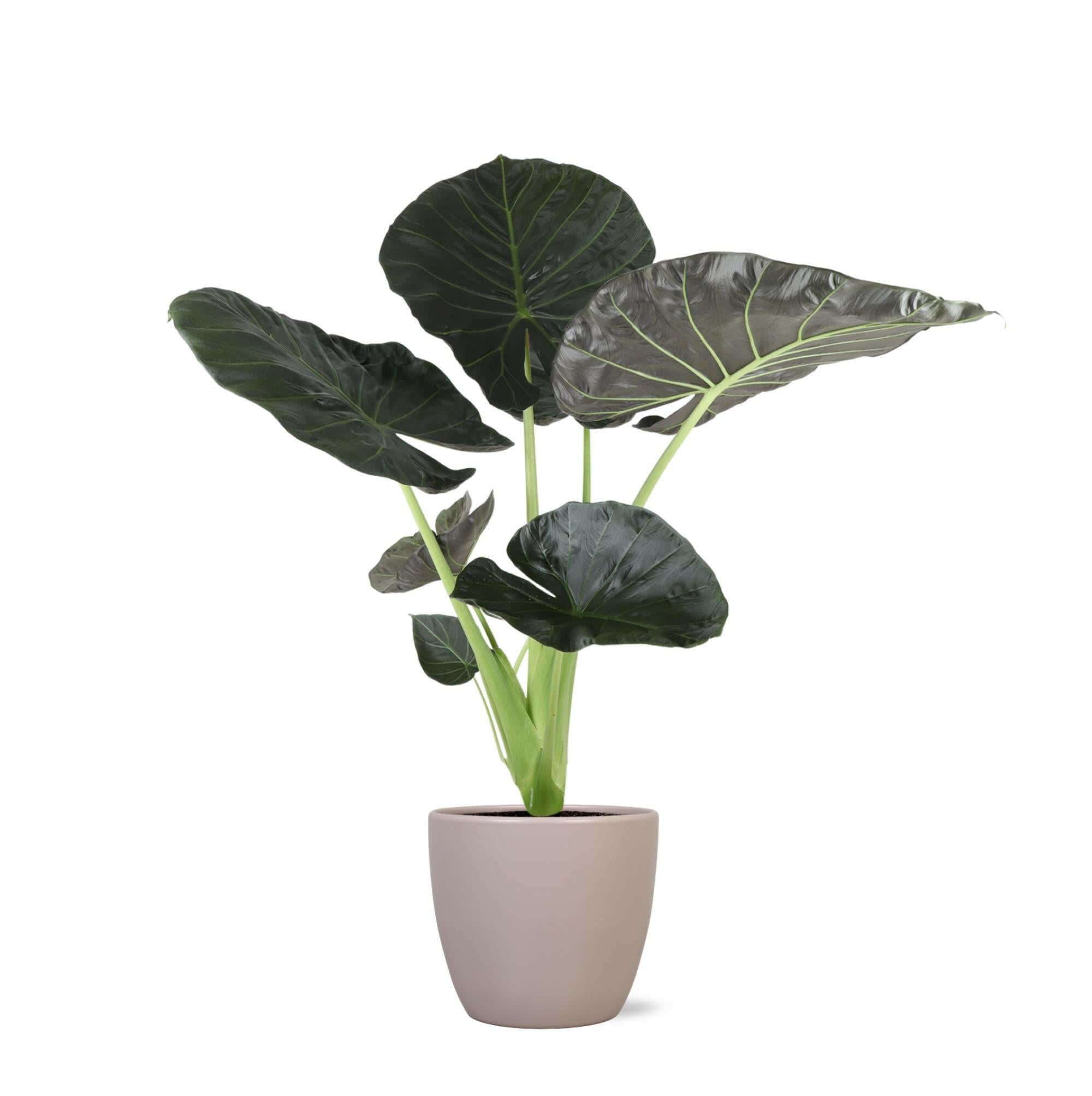 Alocasia Regal Shield in Elegante TAUPE Boule Pot - Ø21cm, Hoogte 100cm Sierplantenshop .