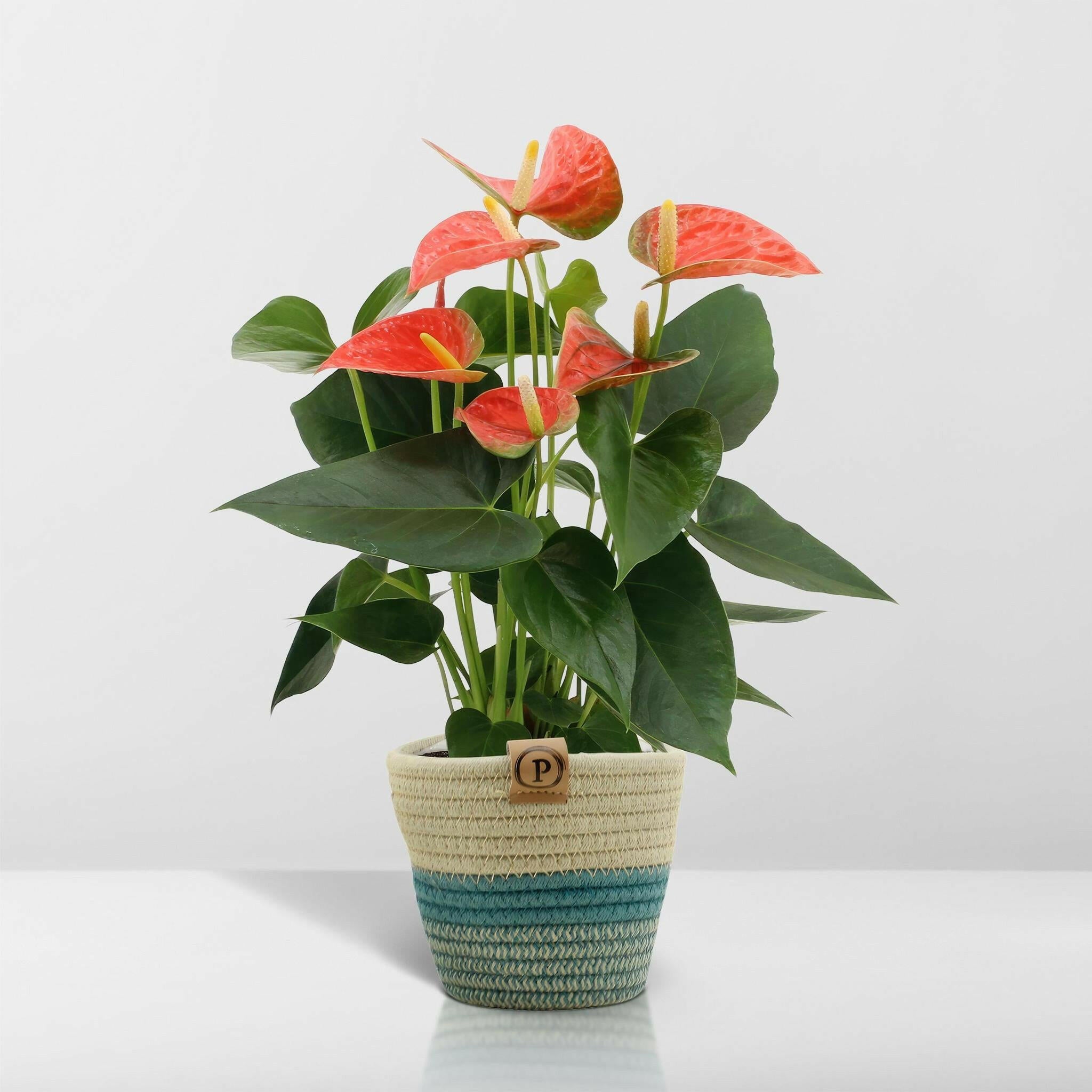 Anthurium andreanum Prins van Oranje met stijlvolle PURE mand - 45cm - Ø12 Sierplantenshop .