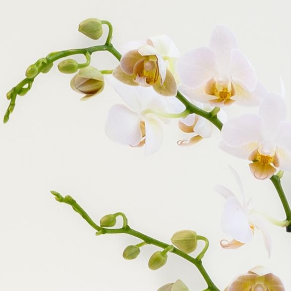 Phalaenopsis Orchidee in Grijze Fluwelen Pot