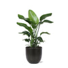 Strelitzia Nicolai - Ø21cm - ↕80cm in ANTRACIET Boule pot | Sierplantenshop 