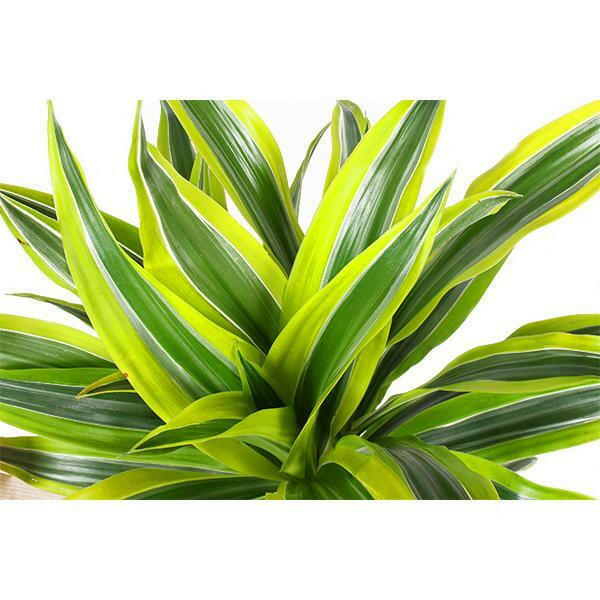 Dracaena Lemon Lime in Stijlvolle Boule OLIJF Pot - Ø21cm, Hoogte 65cm Sierplantenshop .