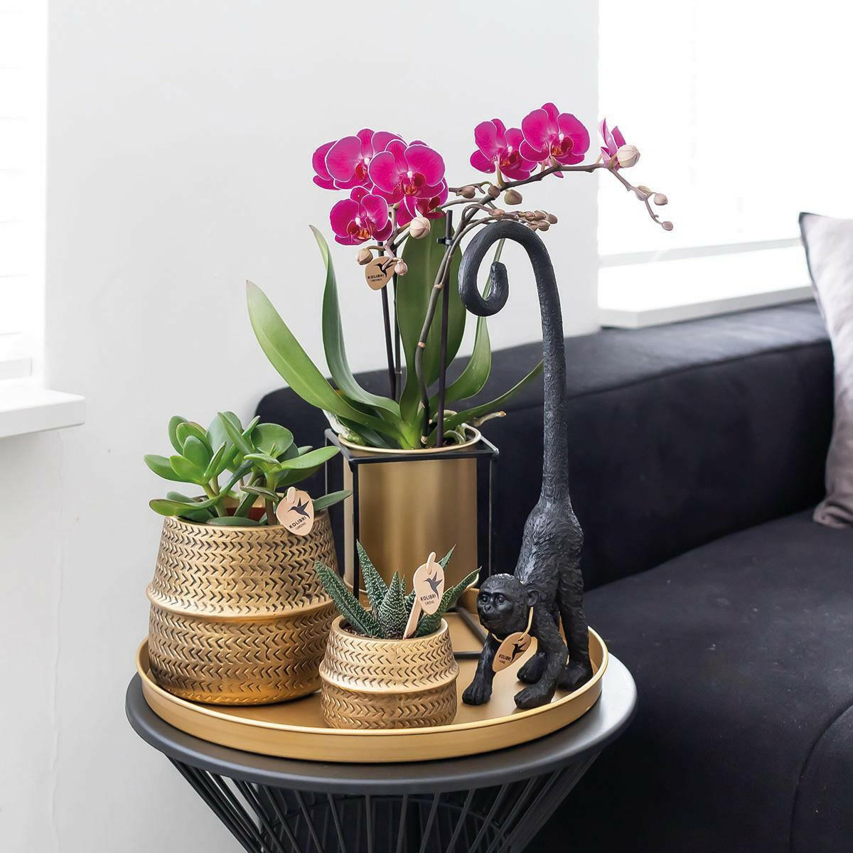 Paarse Phalaenopsis Orchideeën Set van 2 | COMBI DEAL - Morelia -Ø9cm -↕35cm  Bloeiende Kamerplant Rechtstreeks van de Kweker | Sierplantenshop 