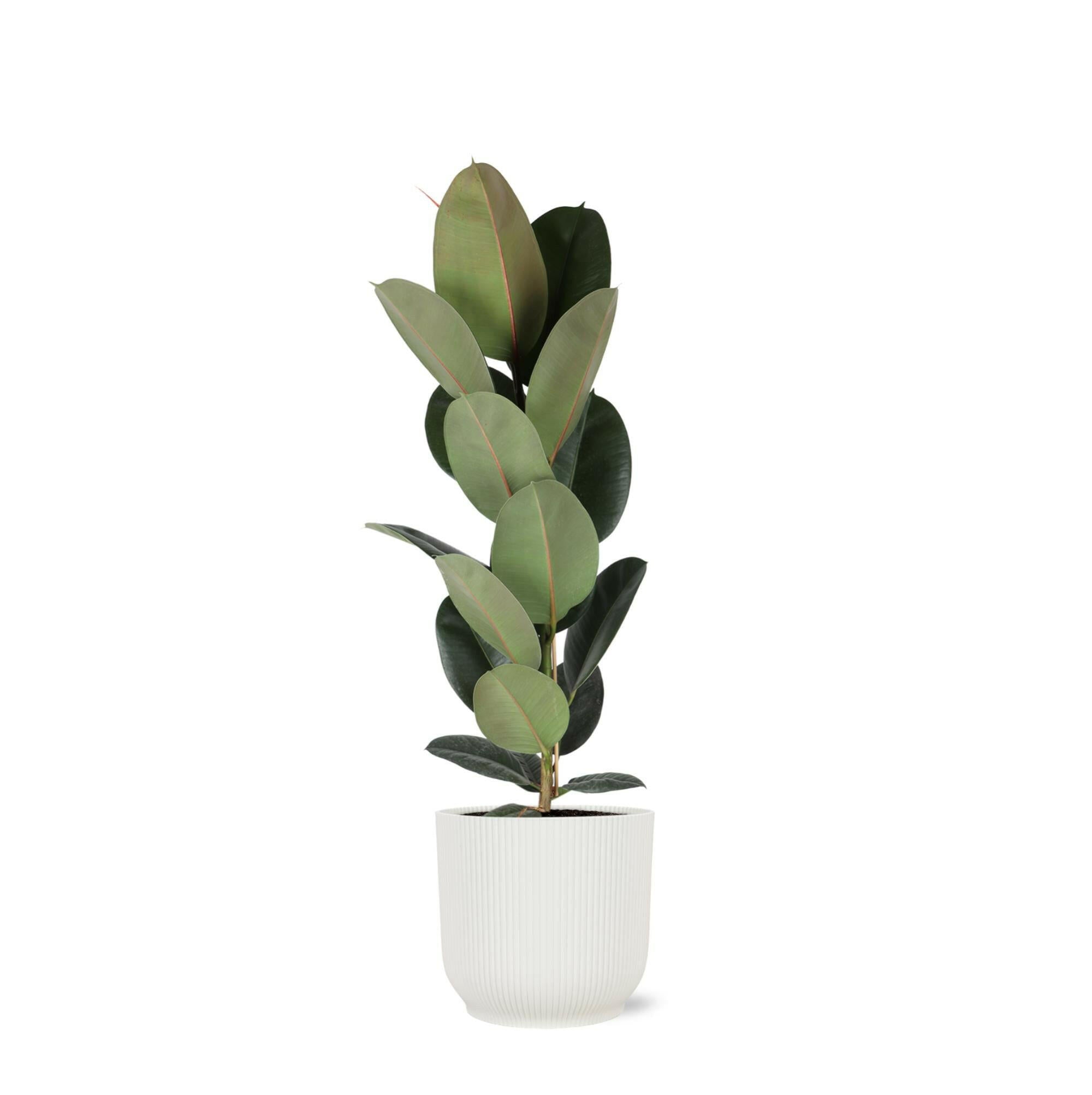 Ficus Elastica Robusta - Ø21cm - ↕90cm in Stijlvolle Witte Pot Sierplantenshop .