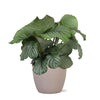 Calathea Orbifolia in Elegante TAUPE Pot Ø21cm - Hoogte 70cm Sierplantenshop .