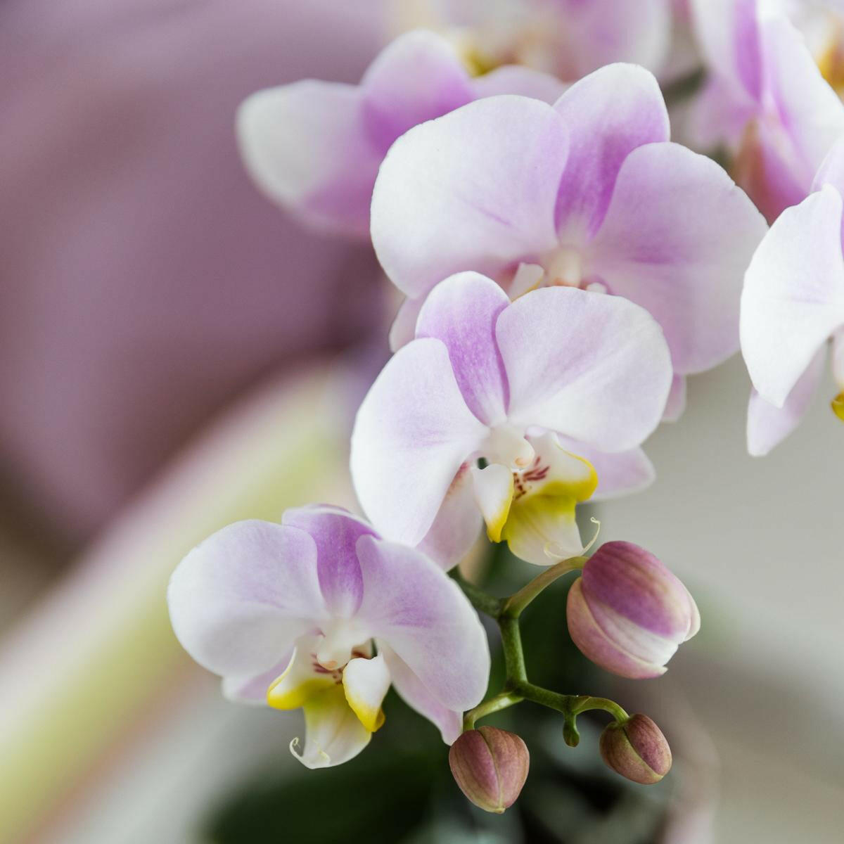 Kolibri Orchids | roze orchidee Portugal + Malaga sierpot roze - potmaat Ø9cm | bloeiende kamerplant - vers van de kweker | Sierplantenshop 