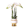 Witte Phalaenopsis orchidee – Amabilis + Le Chic sierpot goud – Ø9cm -↕35cm | bloeiende kamerplant in bloempot - vers van de kweker | Sierplantenshop 