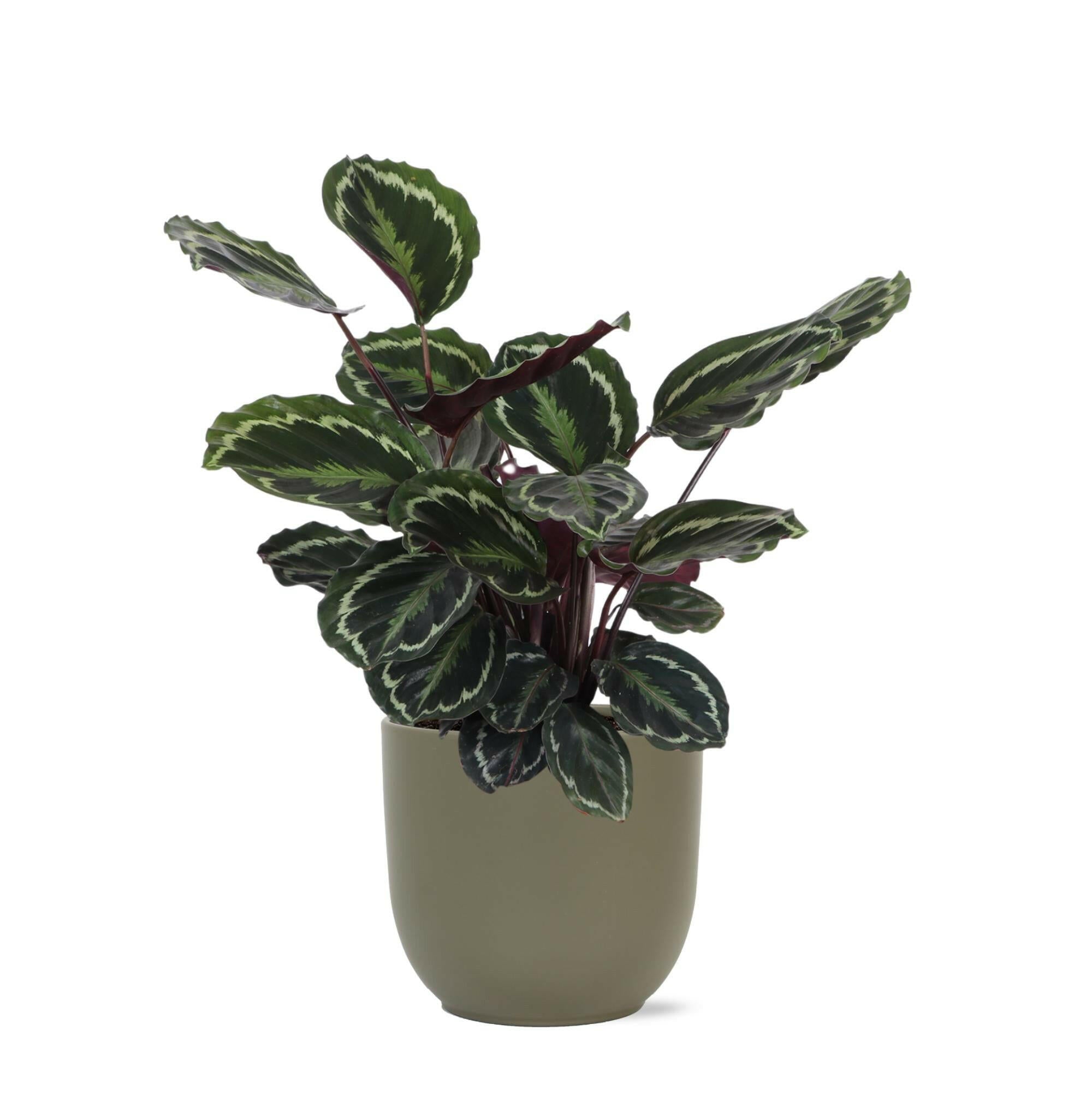 Calathea Medaillon met OLIJF Pot - Ø21cm, Hoogte 70cm Sierplantenshop .