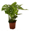 Prachtige Philodendron Monstera - Ø21cm - Hoogte 90cm | Sierplantenshop 