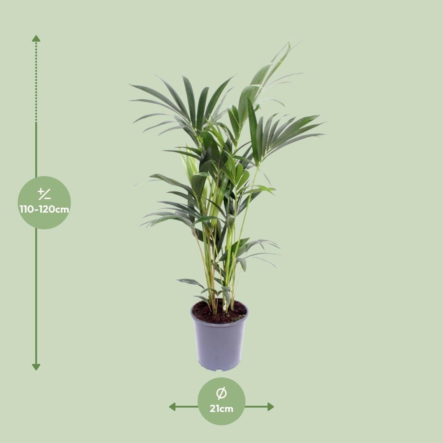 Kentia Palm - Howea Forsteriana - Ø21cm - 120cm Hoogte | Sierplantenshop 