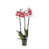 Phalaenopsis Orchidee Narbonne - 3 takken - 60 cm - Ø12cm | Sierplantenshop 