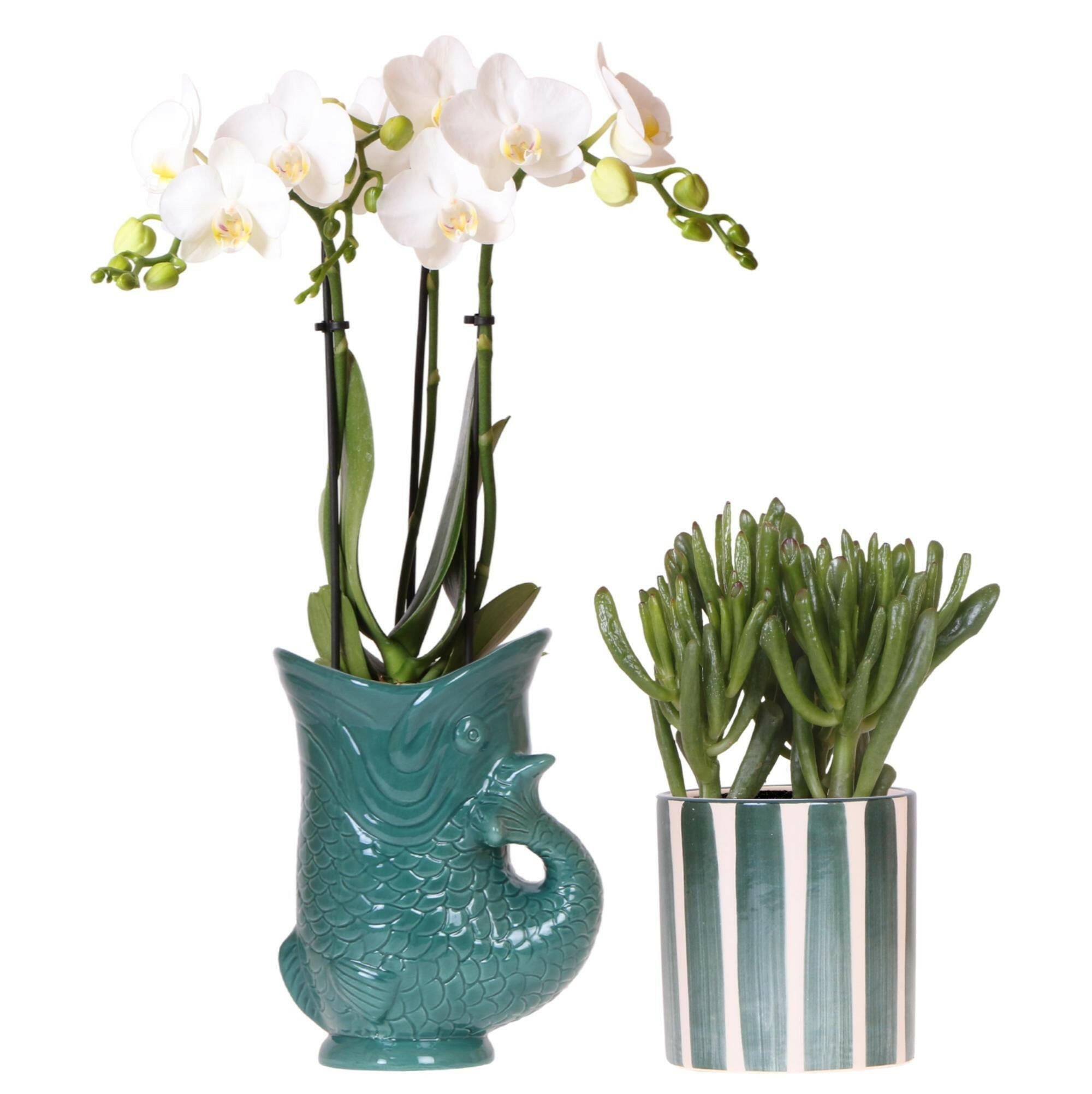 Mediterrane Orchideeën Set | Witte Amabilis Orchidee en Crassula in stijlvol groen - Ø9cm potten | Bloeiende kamerplanten vers van de kweker | Sierplantenshop 