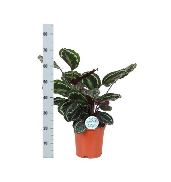 Calathea Medaillon met OLIJF Pot - Ø21cm, Hoogte 70cm Sierplantenshop .